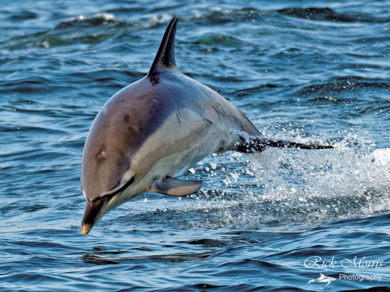 MARINElife
