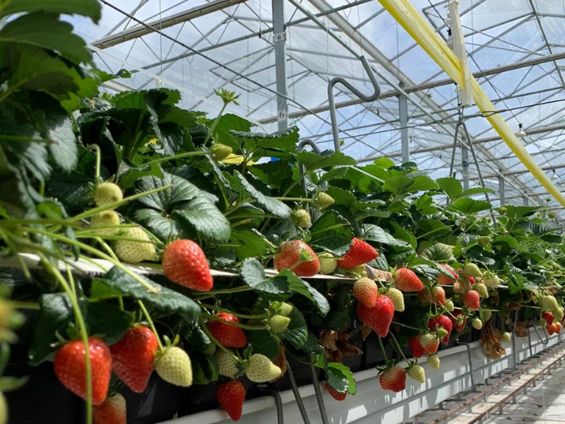 global berry hybrid strawberry news